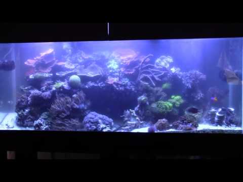 New Powder Blue Tang and Cleaning Tank (Reef Vlog 5-24-16)