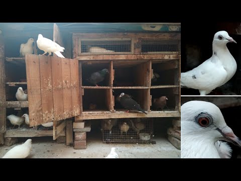 Bought a new pair for high flyer male | Pigeon Chicks growth and their color | Pet Pigeon