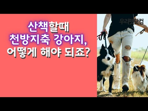 강아지 산책할때 마구 날뛰는 아이들, 어떻게 해야 할까요?