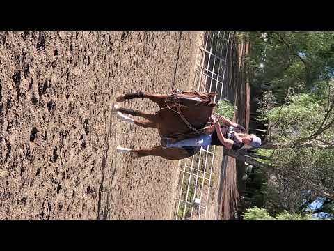 Horse Video   TR 5