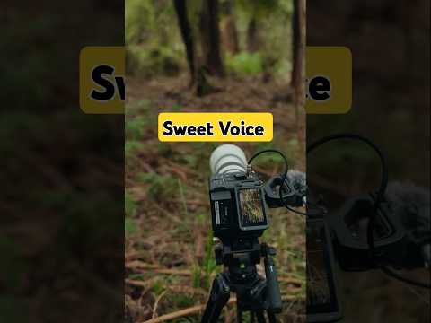 Sweet Voice 🍭 #shorts | PKR's Vlog