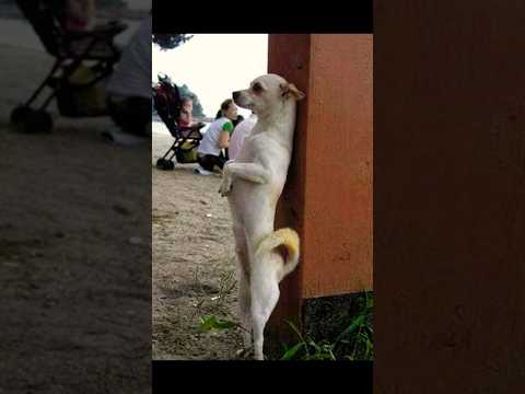 Dog cute animal || #shorts #youtubeshorts #viral #share #subscribe #cute