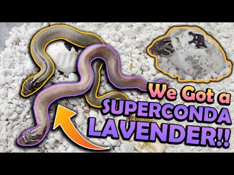 Baby LAVENDER Hognose Snakes Hatching!!