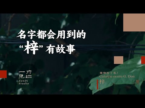 很多人起名字都会用到“梓”这个字,你们知道“梓”长什么样吗 #一日一植物