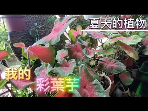 我的彩葉芋|夏天的植物|Caladium Plant Care|植物男子