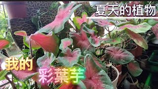 我的彩葉芋|夏天的植物|Caladium Plant Care|植物男子