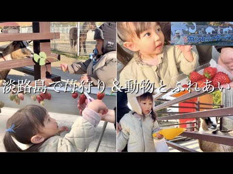 【子連れ】淡路島で苺狩り＆動物とふれあい餌やり♪in淡路カントリーガーデン（3歳＆1歳）2024 春