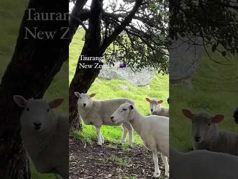 🇳🇿ニュージーランドの暮らし｜タウランガのマウント・マンガヌイにいる野生の羊ちゃん🐏｜#shorts #ニュージーランド #newzealand