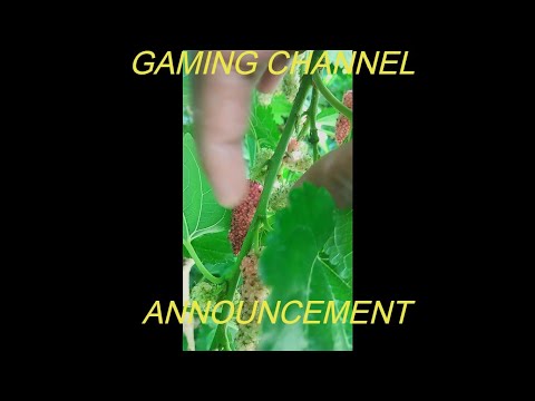 Do You Know the Name of this Fruit || #GAMING CHANNEL ANNOUNCEMENT #ELM_STORIES