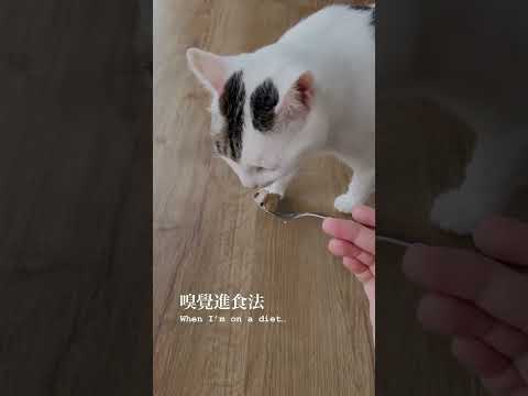 當你的貓正在減肥……🐈 #cat