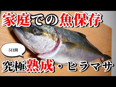 家庭で一番簡単に青物を保存、熟成する方法【ヒラマサ編】！中型～大型魚までの魚の旨み引き出します