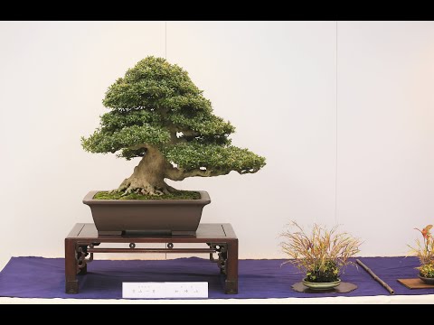 19th Azalea Bonsai Exhibition - 第19回皐月盆栽 - 2021 November (PART 2)