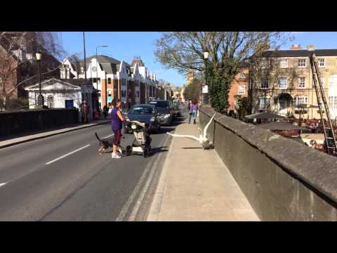 Mother, baby, dog and swan in road...