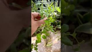 Growing mint at home from stems || How to grow pudina at home