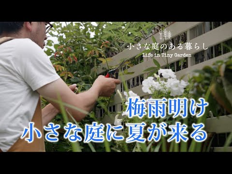 ガーデニング｜梅雨明け、小さな庭に夏が来る 〜小さな庭のある暮らし ＃７７〜Gardening ｜ After the rainy season,