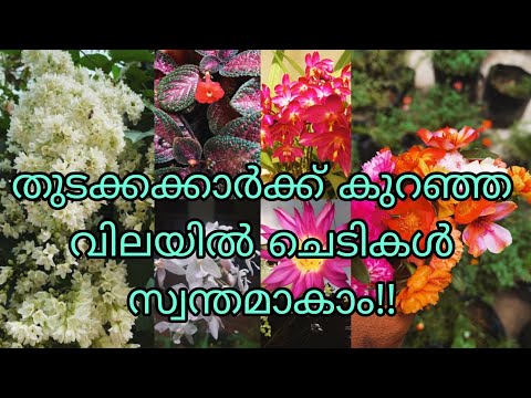 Low cost online plant sale!!!മറ്റെങ്ങും കിട്ടാത്ത  വിലക്കുറവില്‍