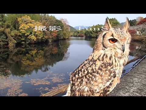 阿寺の七滝紅葉とベンガルワシミミズク