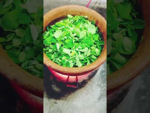 munga saag with मसूर दाल#shorts#ytshorts #youtube