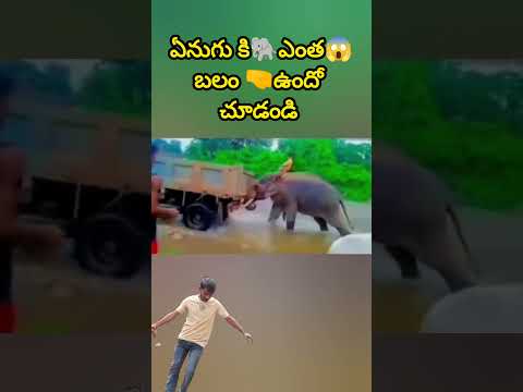 ఏనుగు కి🐘ఎంత😱బలం 🤜ఉందో చూడండి #shorts #ytshots