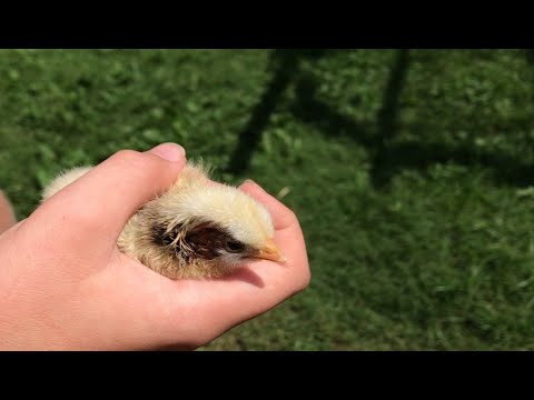 Chicken Missing Skin from its Face | Weirdest Chick I have EVER Seen 🤔😨