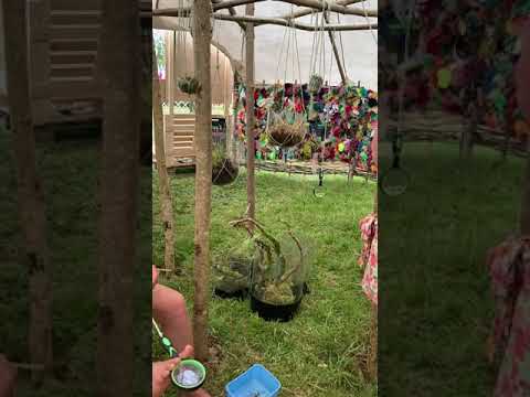 Mossy update from Art and Energy and our round-house at Glastonbury