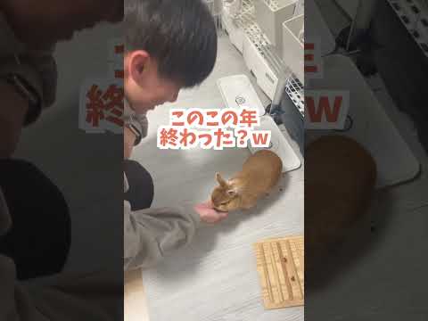 職場の後輩に初めてうさぎを会わせてみた結果がこちら【ネザーランドドワーフのコッペ】#ネザーランドドワーフ #コッペパン #うさぎ  #うさぎのいる暮らし #ウサギ #うさぎのいる生活 #shorts