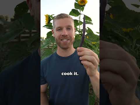 The Magic of Purple Runner Beans