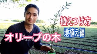 オリーブの木、植えつけ方！！（地植え編）