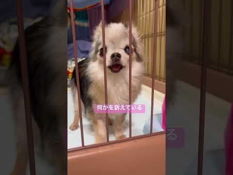 ショコラの訴え#ちわわ #ちわわ大好き #老犬 #たぶん #おなかすいた