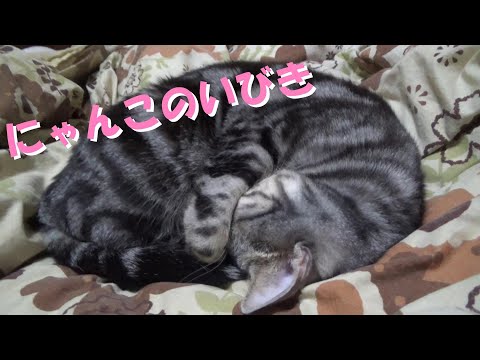 猫のいびき（アメリカンショートヘア）