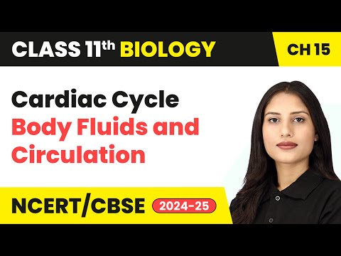 Cardiac Cycle - Body Fluids and Circulation | Class 11 Biology Chapter 15 | CBSE 2024-25