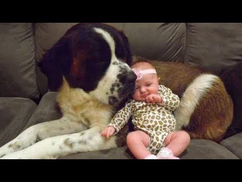 St Bernard and Baby Compilation