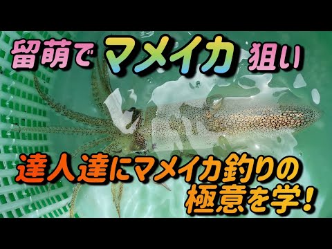 留萌港でマメイカ釣り！達人たちは皆親切！