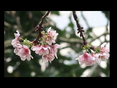 2019 04 18 紫陽公園