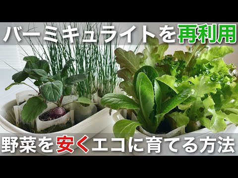 バーミキュライトを再利用して野菜を安くエコに育てる方法