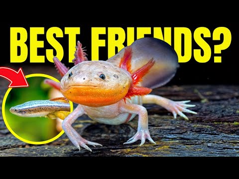 The 5 BEST Axolotl Tank Mates (And 4 To Avoid)