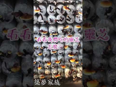 雙鶴公司「全球第一」靈芝栽培工廠場（快速版）