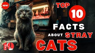 TOP 10 Facts about Stray CATS - Stray Cats Amazing FACTS - Animals Facts