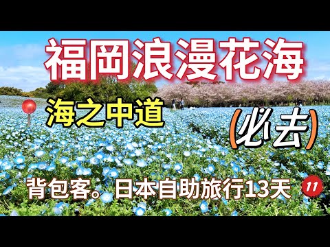 Vlog｜（END）日本自助背包客旅遊13天，九州福岡海之中道海濱公園，粉蝶花與櫻花共舞 #angela安卓の野生活 #4k