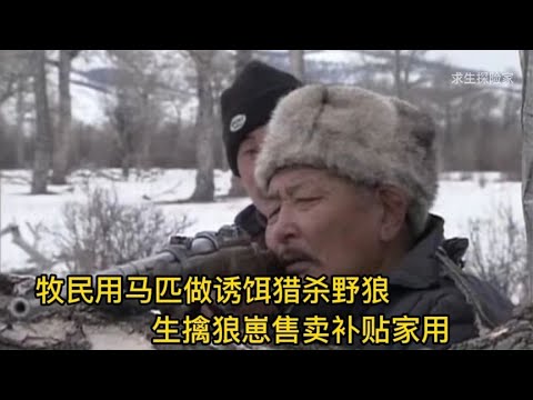 牧民用马匹做诱饵猎杀野狼，生擒狼崽售卖补贴家用，纪录片