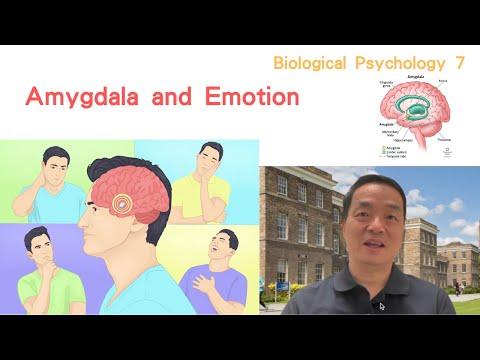 (Eng) Biological Psychology 07: Amygdala and Emotion #amygdala #emotion #anxiety #fear #mood