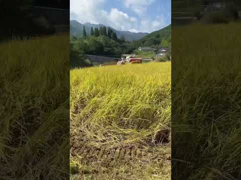 中山間地域の稲刈り！農業法人のお手伝い。明日から雨なので今日終わらせたい