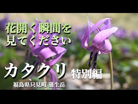 【カタクリ特別編】 奥会津にも春の山野草が咲き始める 福島県只見町 蒲生岳カタクリ群生地