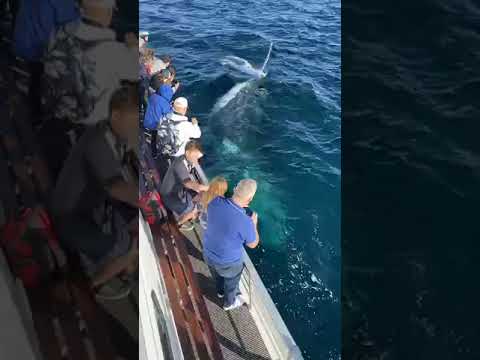 Whale watching In Sydney