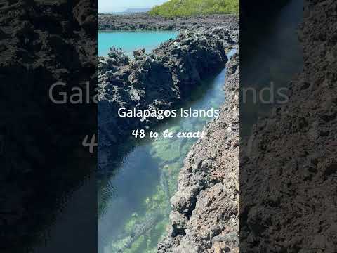 Exploring White Tip Reef Sharks In The Galapagos Islands (48 sleeping sharks)