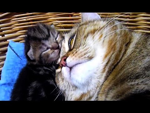 Mother Cat talking and takes care of Meowing Kittens  | Generation "N"