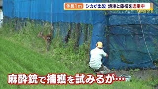 藤枝と焼津の市境にシカが出没　捕獲作戦試みるも逃走（静岡県）