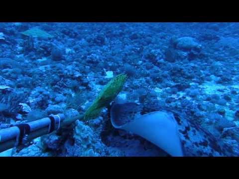 Marble Ray in Benham Bank