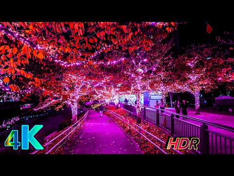 Meguro River Night Walk | Tokyo Japan Winter Illumination • 4K HDR