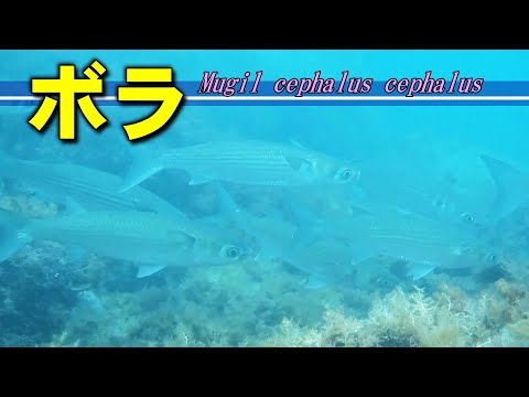 [ Flathead gray mullet ] A popular fish 400 years ago / Mugil cephalus cephalus